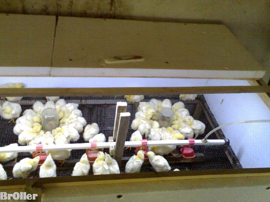 Брудер на 150 - 200 шт. цыплят