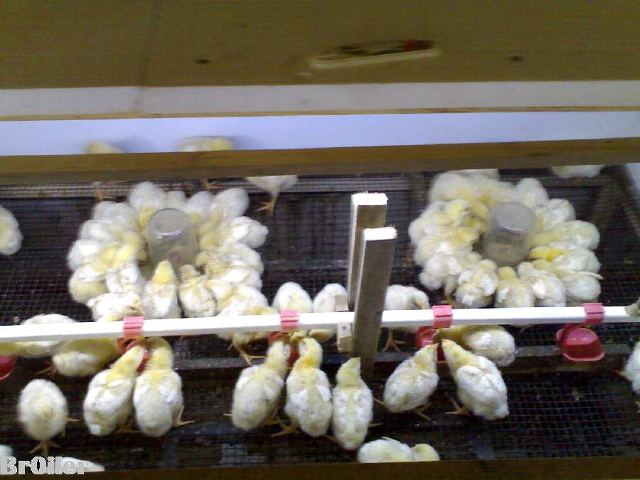 Брудер на 150 - 200 шт. цыплят